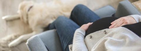 A pregnant woman cradles their stomach as they sit on a sofa, with their dog - a Golden Retriever - sitting at their feet